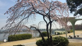 伊丹市の瑞ケ池公園でも桜が開花してお花見シーズン到来ですね