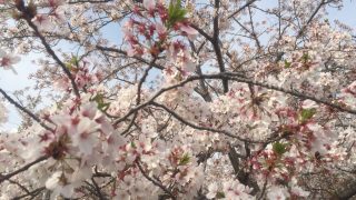 【お花見スポット】阪急伊丹駅から瑞ヶ池公園へのアクセス方法
